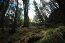 La forêt se reveille