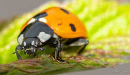 Je peux te voir aussi..