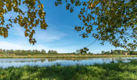 Les vaches en balade