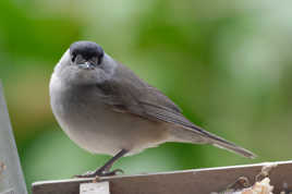 fauvette à tête noire