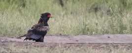 Aigle bateleur des savanes