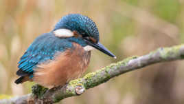 Martin pêcheur juvénile