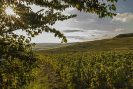 Couleurs d'automne en Champagne