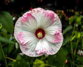Fleur gracieuse