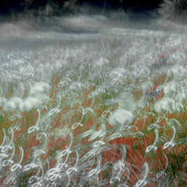 Le champs d'aigrettes de pissenlits