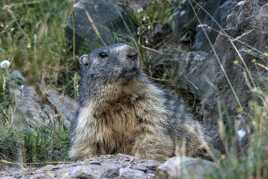 Marmotte des Alpes