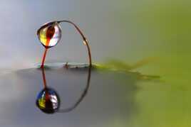 miroir miroir, qui est la plus belle