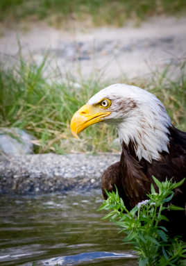 Portrait d'un aigle à tête blanche