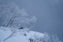 Chamois des Vosges