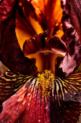 Microcosmos