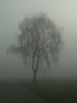 l'arbre fantôme 