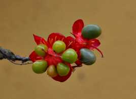Ochna Serrulata