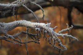 des racines et des cristaux