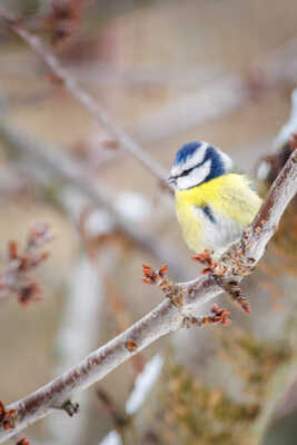 Un petit jaune