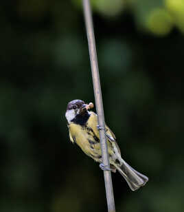 Retour de chasse (8)