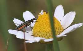 Petit coléoptère