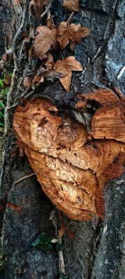 Il dort dans son sommeil la main sous sa poitrine Arthur Rimbaud