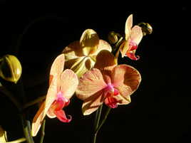 Orchidées