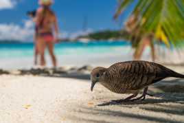 Pigeons seychellois