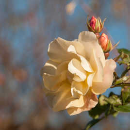 Dernière rose de l'année