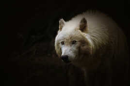 Loup Arctique