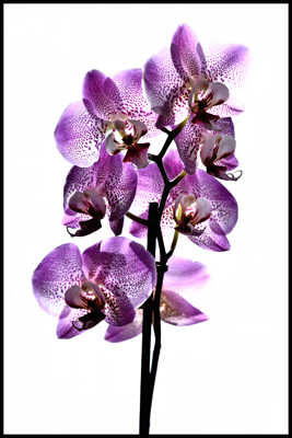 orchidée