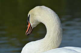 Cygne