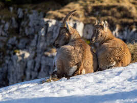 Sur les hauteurs des falaises du Creux du Van