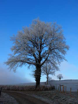 L'arbre de fin d'année 2016