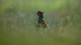 Dans les hautes herbes