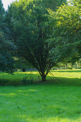 arbre soutenu