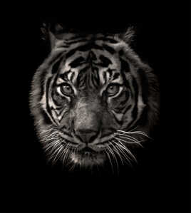 Se payer ma tête ! ...