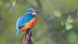 Boule de plumes colorées