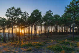 Soleil dans les landes