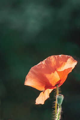 gentil coquelicot ....