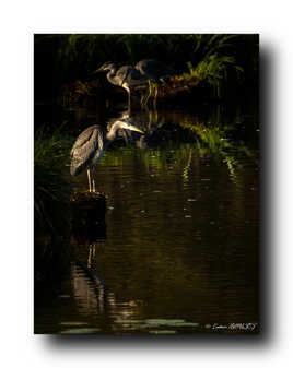 Jeune héron cendré