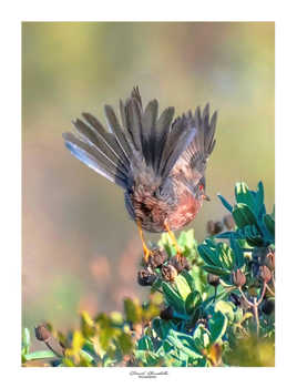 Danse de l'éventail