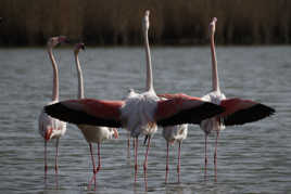 Ballet de flamants