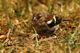 Geai des chênes juvénile (je crois)