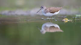 La feuille de chêne et le Chevalier