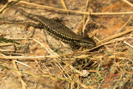 Lézard