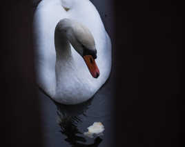 Le cygne