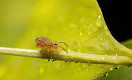 Sur une feuille de Bambou!