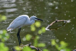 Aigrette Garzette