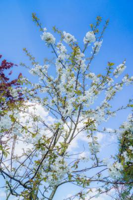 Cerisier en fleurs