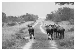 Sur les pistes du Kruger