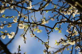 Goulée de printemps