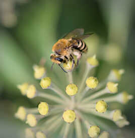 Collète du lierre (2)