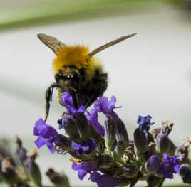 Que c'est bon la lavande !