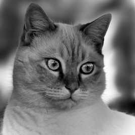 + de peps pour Poppy